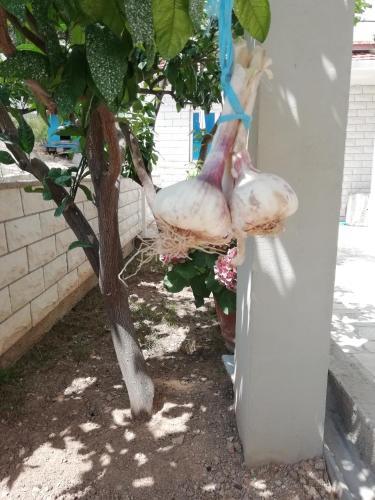 Apartamentos Lucija 2