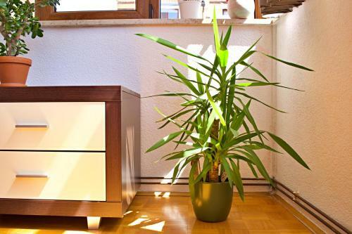 Kanegra Mira Apartment