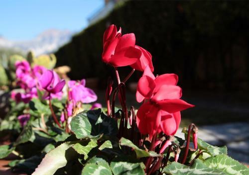 Hostal Villa Chiara Affitta Camere