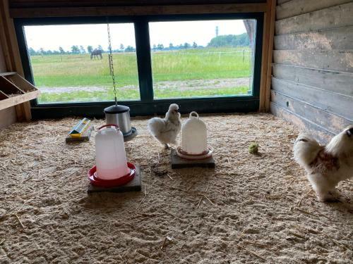 Bed & Breakfast Boerewille Appartement