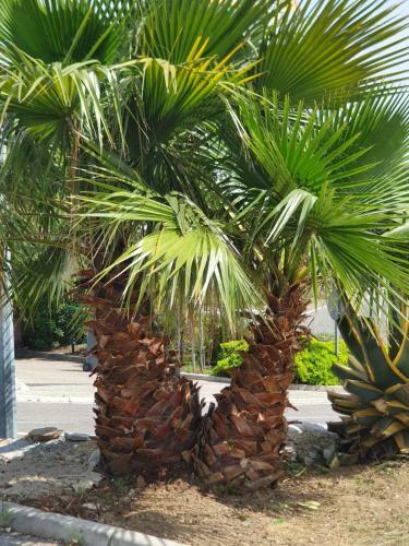 Apartamento Les Ammonites