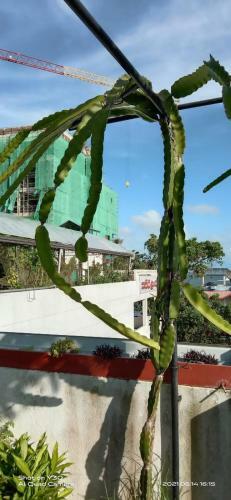 Apartamento Sasiri Lanka Holiday Inn