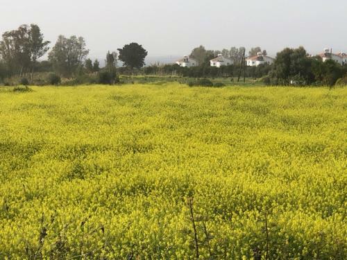 Charming Apartment In Paphos Central Location