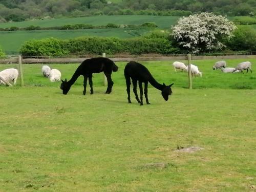 Luddie's Country Cottages - Rose Cottage