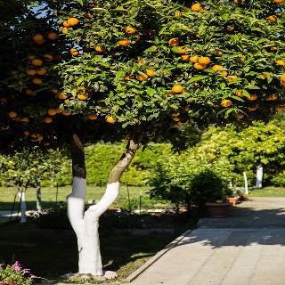 Apartamento Paradise Village