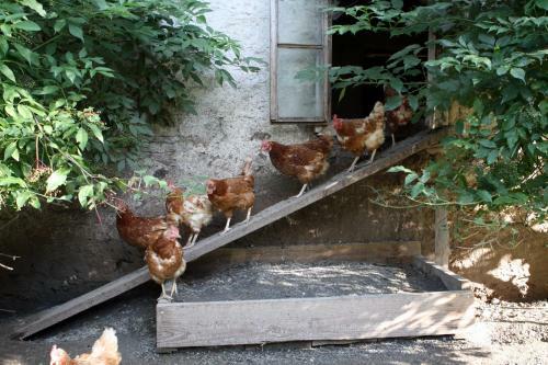 Agroturismo Herzoghof