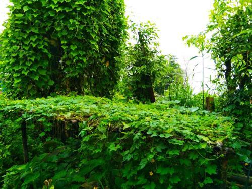 Pema La Dhim Homestay
