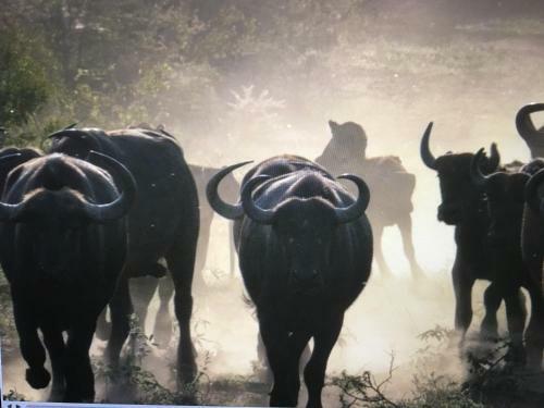 Lamai Safari Lodge
