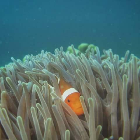 Package Tour Raja Ampat
