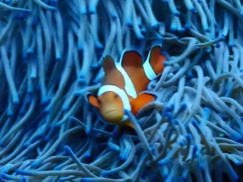 Package Tour Raja Ampat