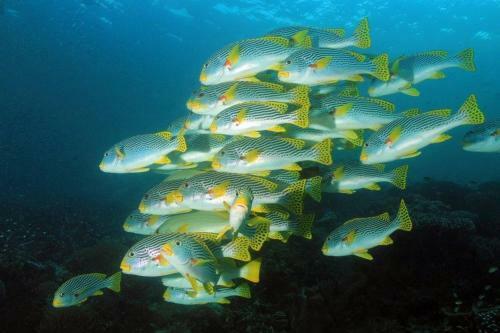 Package Tour Raja Ampat