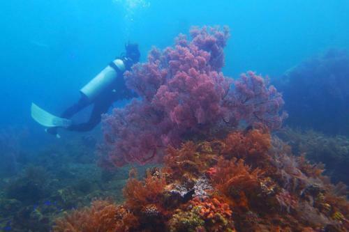 Package Tour Raja Ampat