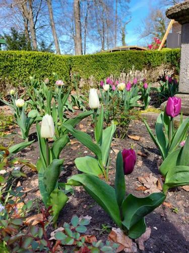 Apartamento Country Estate Huize Meerwijk