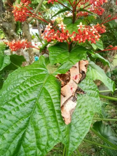 Agroturismo Lucky Bamboo