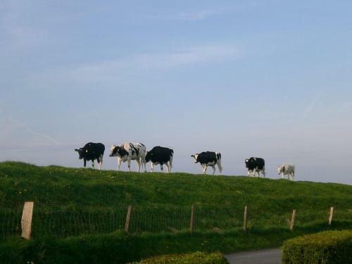 Ferienhaus Romantik Am Deich