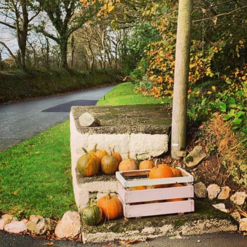 Bell Tent 3 Glyncoch Isaf Farm