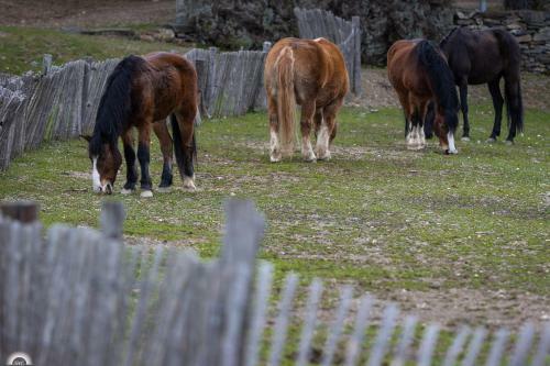 Respira Glamping Montseny