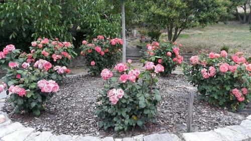 Hostal Agriturismo Camera Rosa