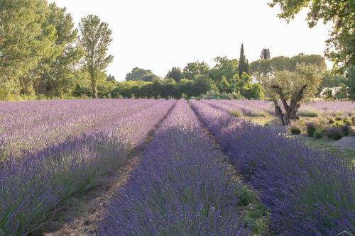 Villa Bastide Des Lavandins