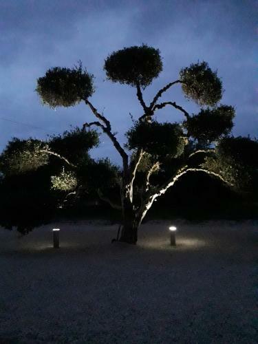 Apartamento 3 Olive Trees
