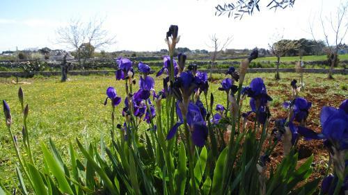 Apartamento B&B Trulli Sotto La Cupa