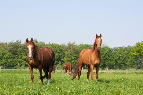 Agroturismo Filippus Vakantiehoeve