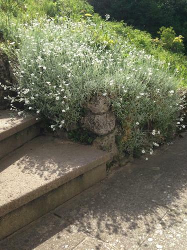 Bed & Breakfast Die Haslachm�hle