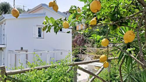 Amore Rentals - Villa Luciana