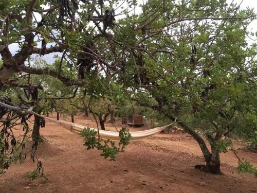 Olea (la Oliva)