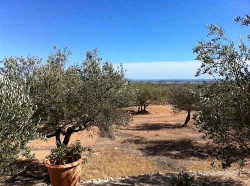 Olea (la Oliva)