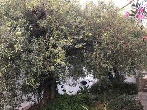 Apartamento Cottage In Panarea
