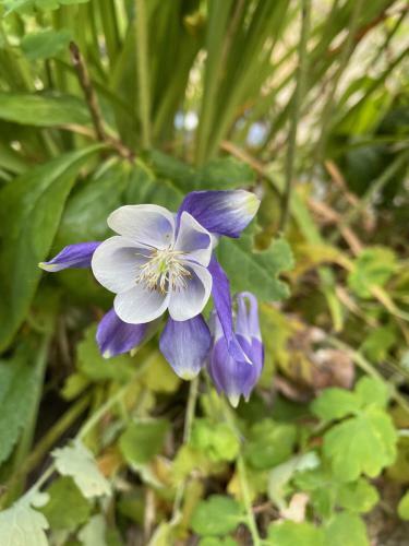 Le Moulin De Cherr� G�te Bleu