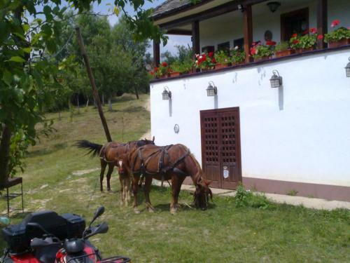 Hostal Cottage Poe