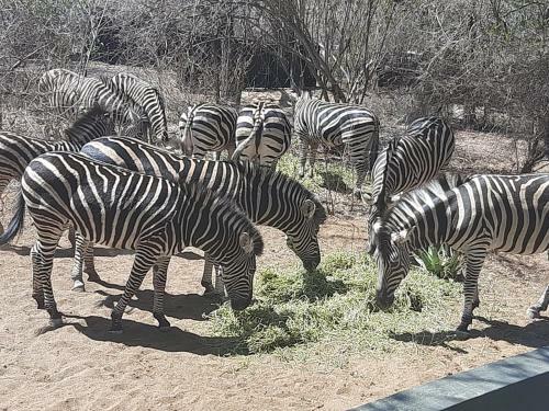 African Bush Escape