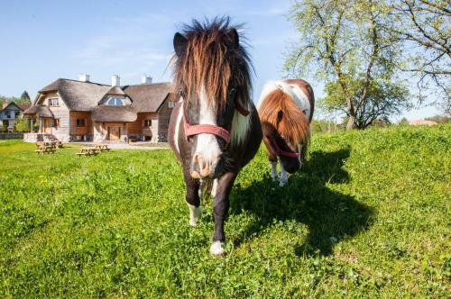 Bed & Breakfast Siedlisko Wigry