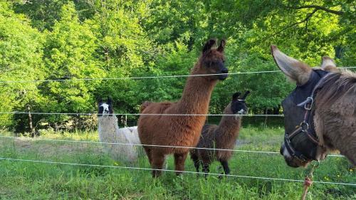 Bed & Breakfast La Ferme Des Andes