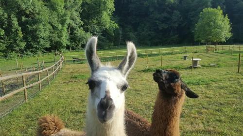 Bed & Breakfast La Ferme Des Andes