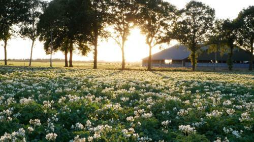 Bed & Breakfast De Veenborgh