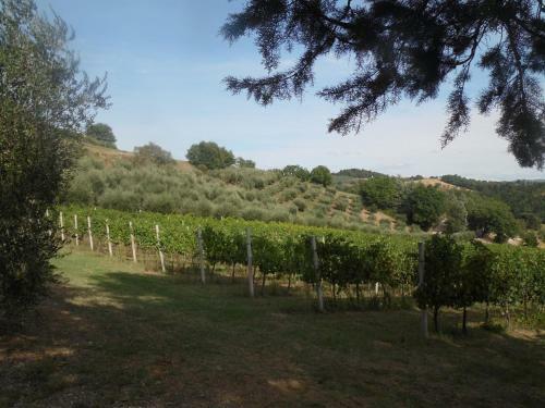 Apartamento Podere Caldaruccio La Pineta - Torretta