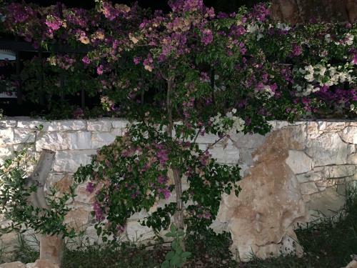 Hotel Platon