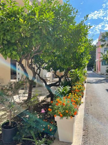 Apartments Lati