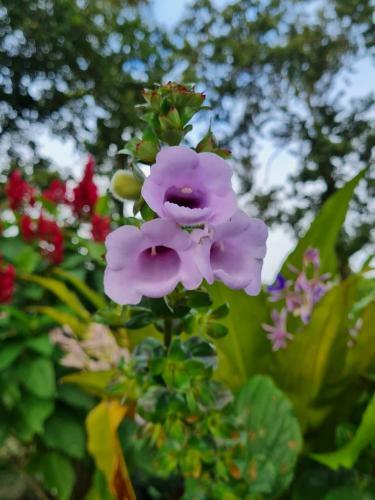 Villa Coraz�n - Private Beach At Lake Arenal