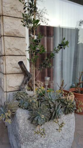 Apartmani Antunovi? Podgora