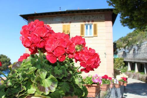 Hostal B&B Villa Orchidea