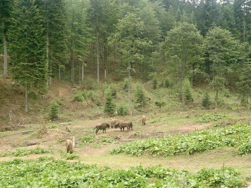 Agroturismo Dwerniczek 7