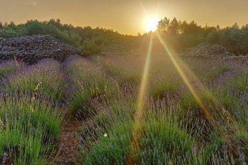Lavender Dreams Cottage Hvar