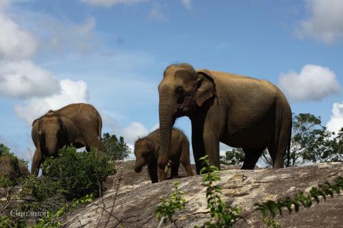 Hotel Cinnamon Wild Yala