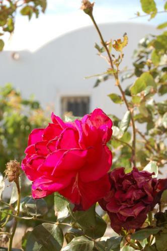 Dar Rayhane