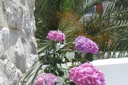 Villa Urbana, Old Town Budva