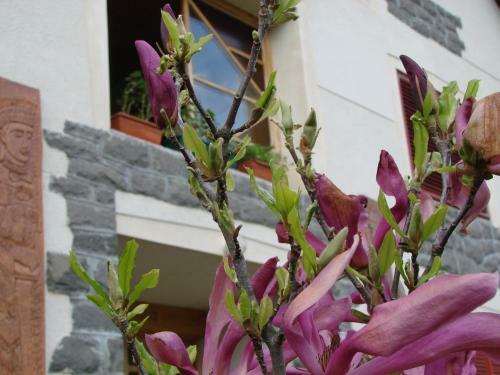 Hostal Pension Magnolia 1